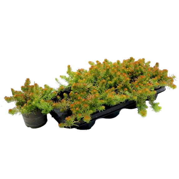 Sedum reflexum yellow cushion