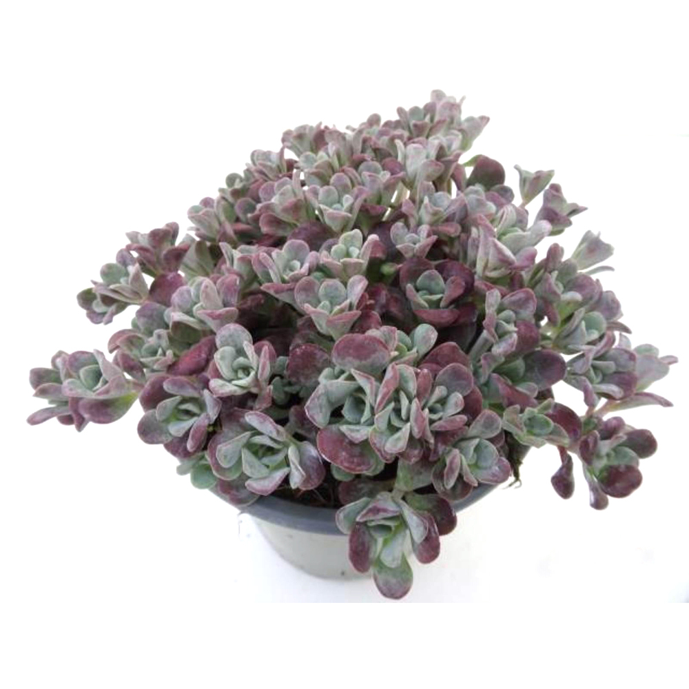 Sedum spathulifolium purpureum
