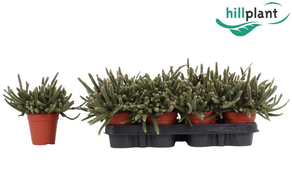 rhipsalis