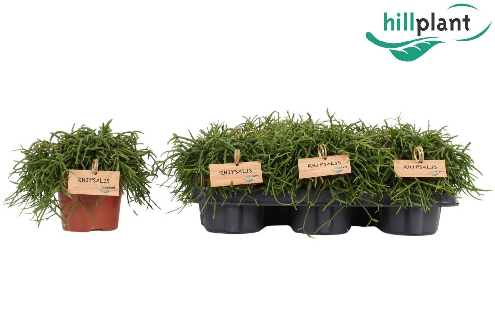 rhipsalis