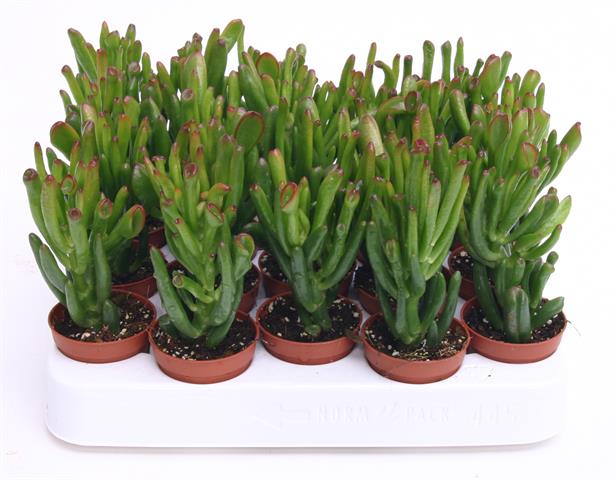 crassula