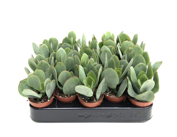 crassula