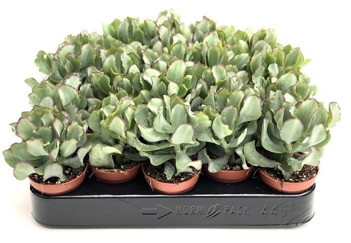 crassula