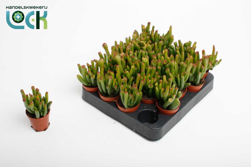 crassula