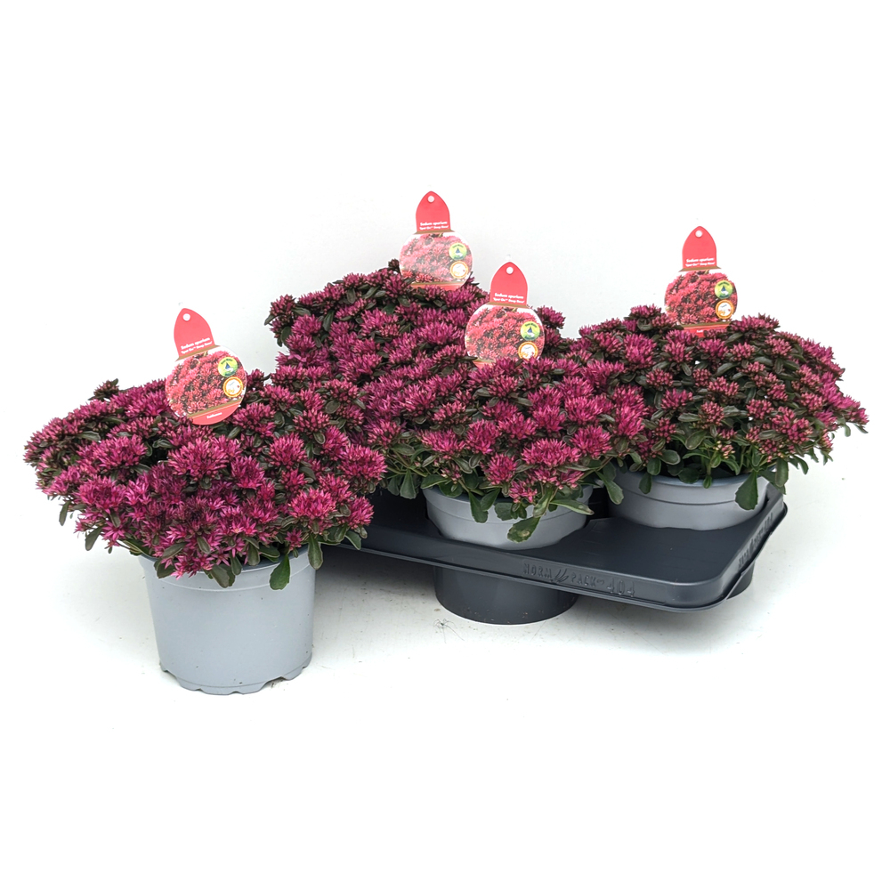 Sedum spurium spot on deep rose