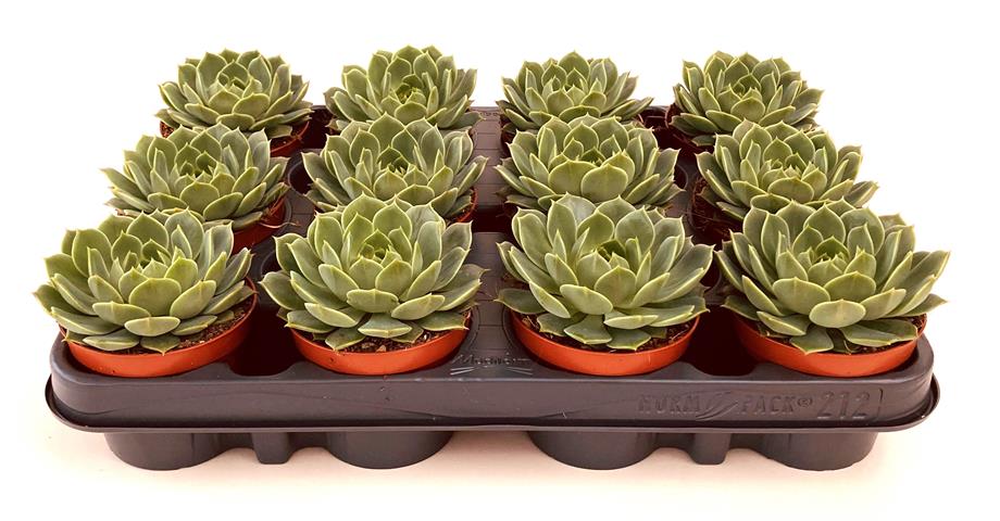 echeveria