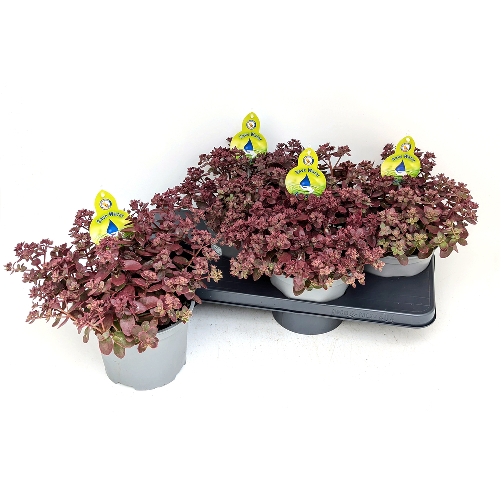 Sedum hybrida sunsparkler wildfire