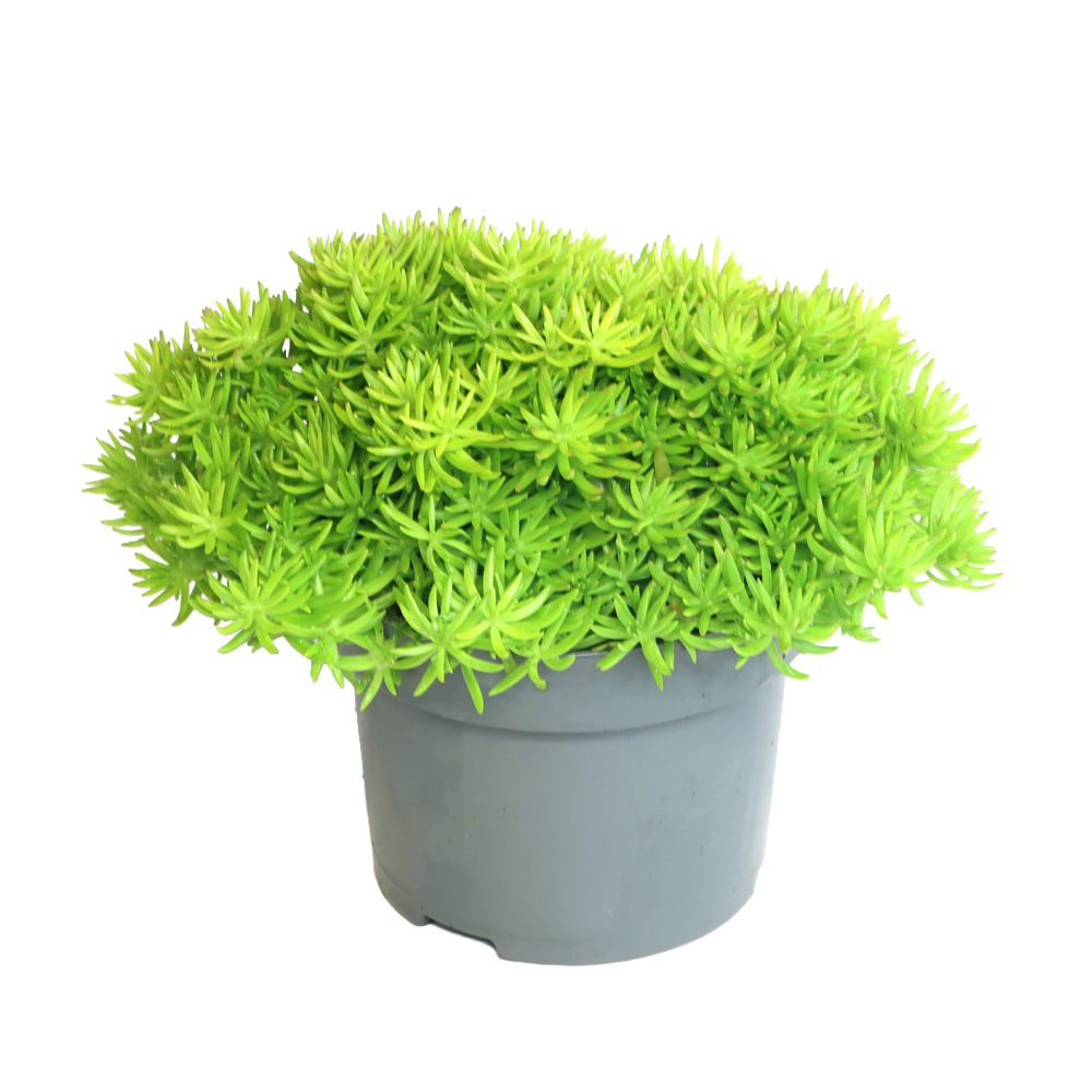 Sedum reflexum lemon ball