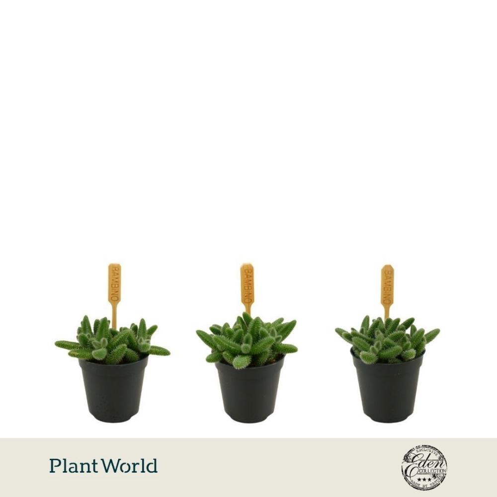 Delosperma