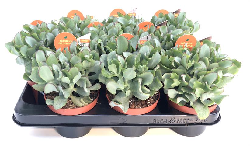 crassula