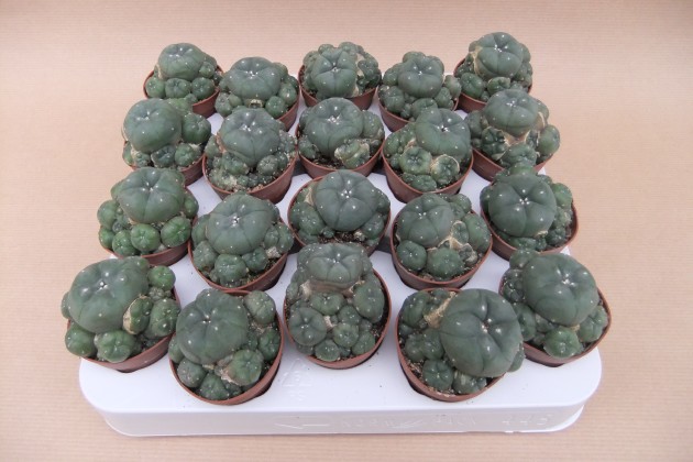 Lophophora