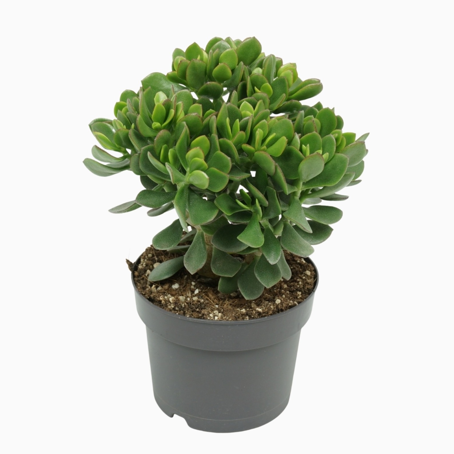 crassula