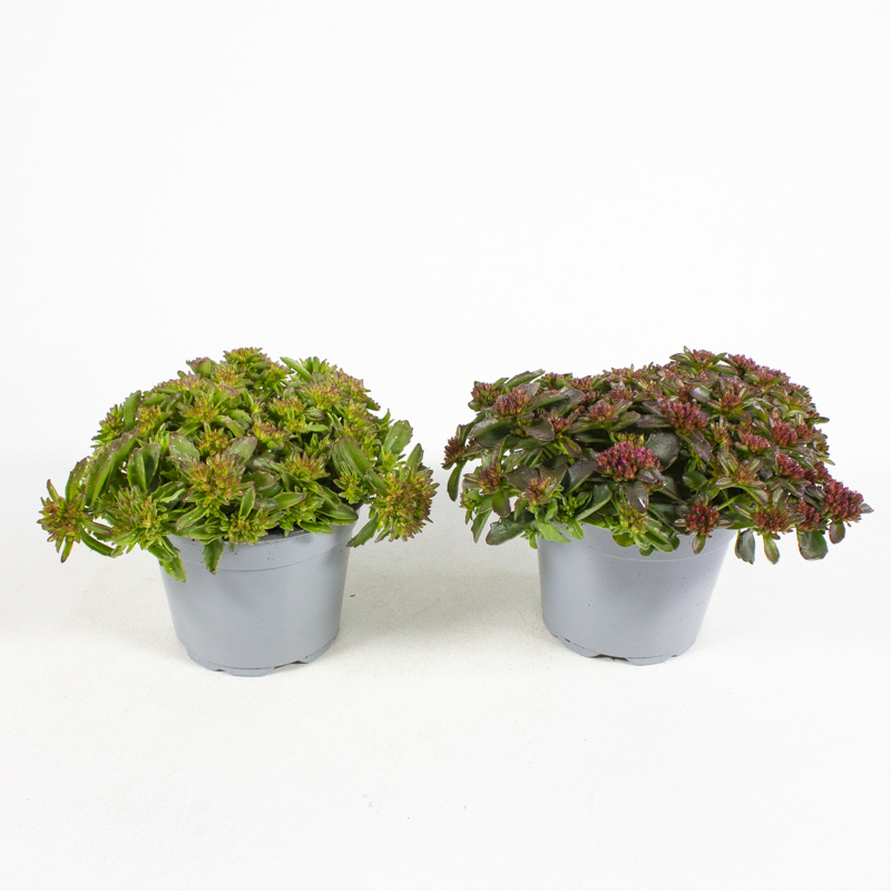 Sedum spurium spot on