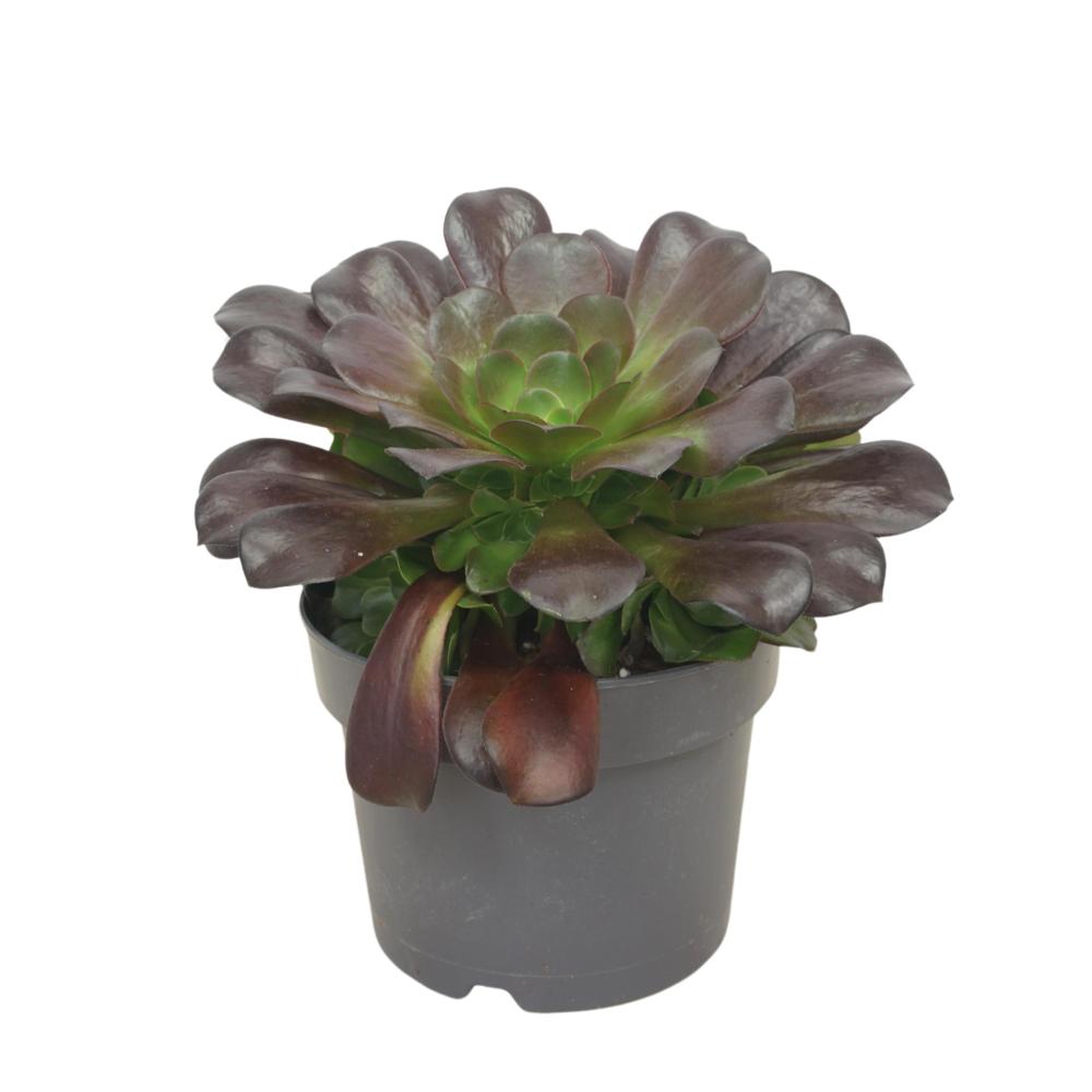 Aeonium