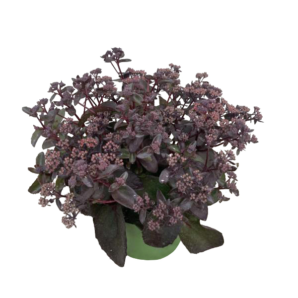 Sedum telephium black knight