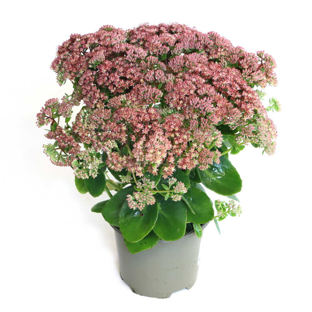Sedum telephium seduction rose charm