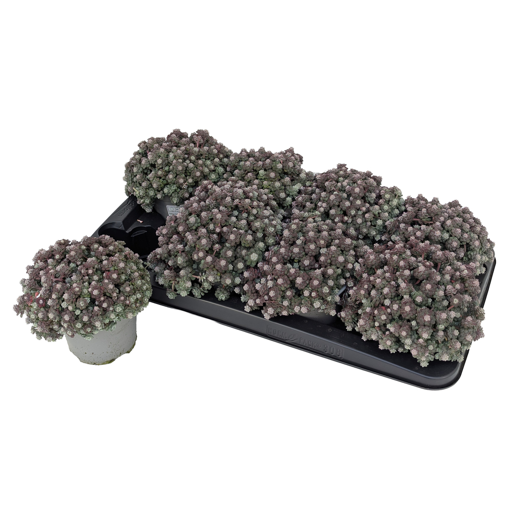 Sedum spathulifolium cape blanco