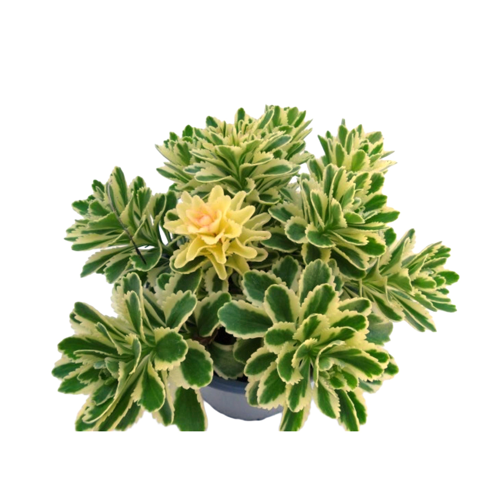 Sedum takesimense atlantis