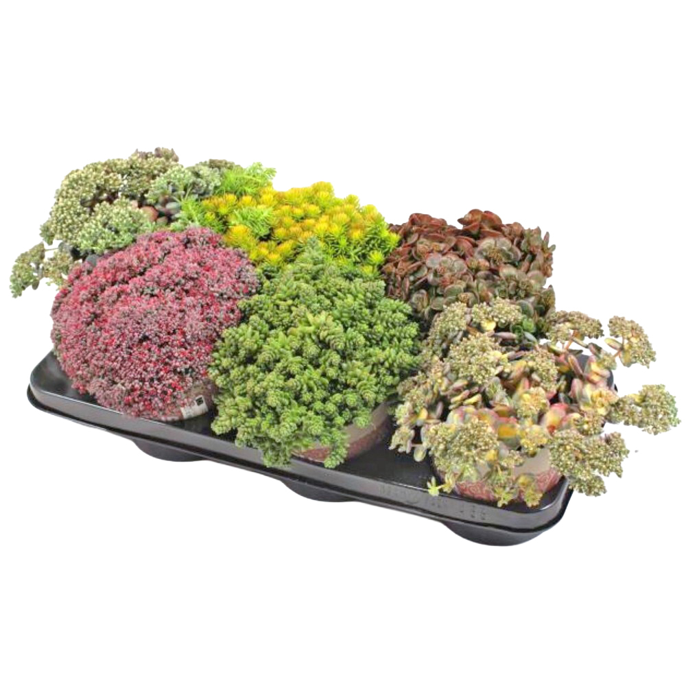 Sedum album athoum