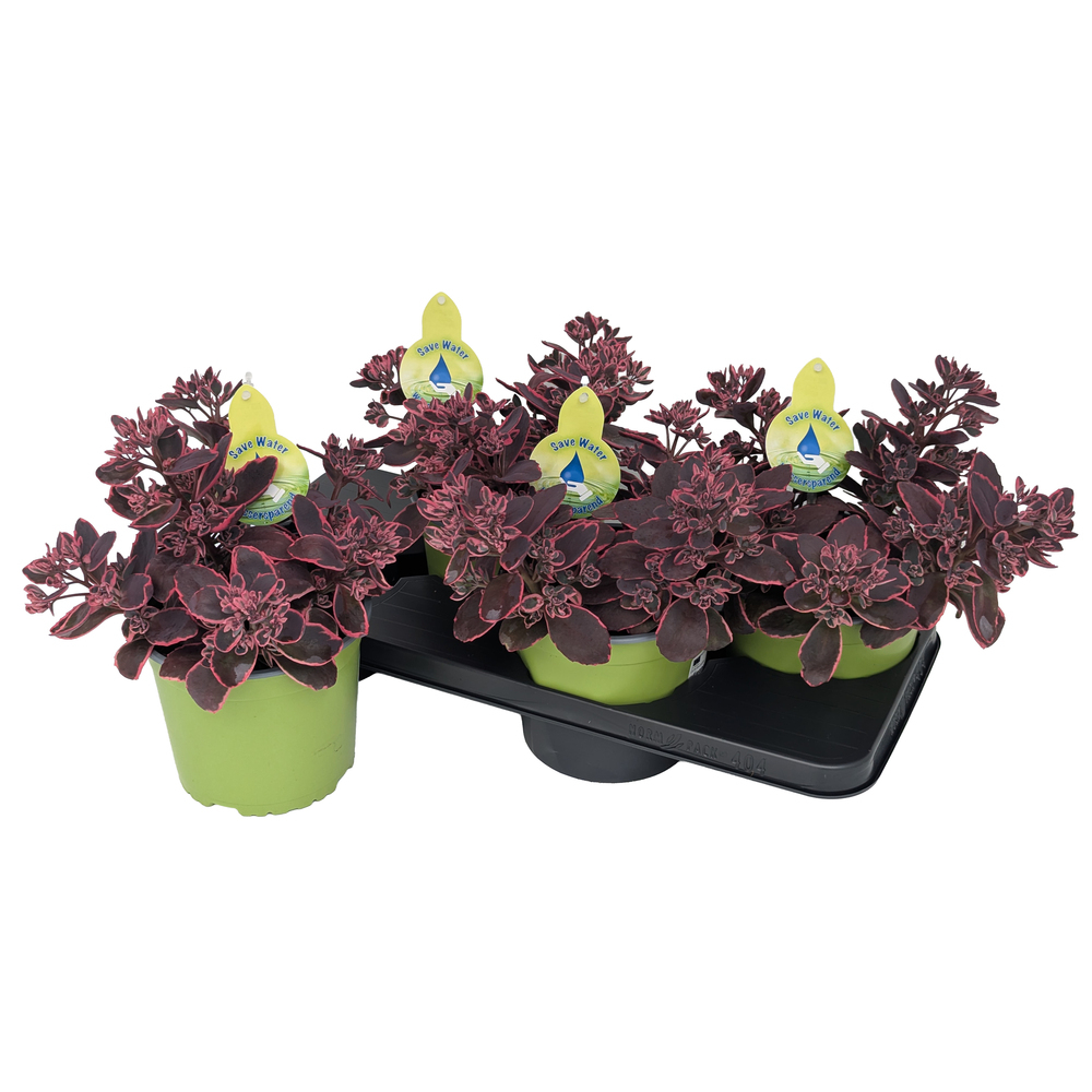 Sedum hybrida sunsparkler dream dazzler