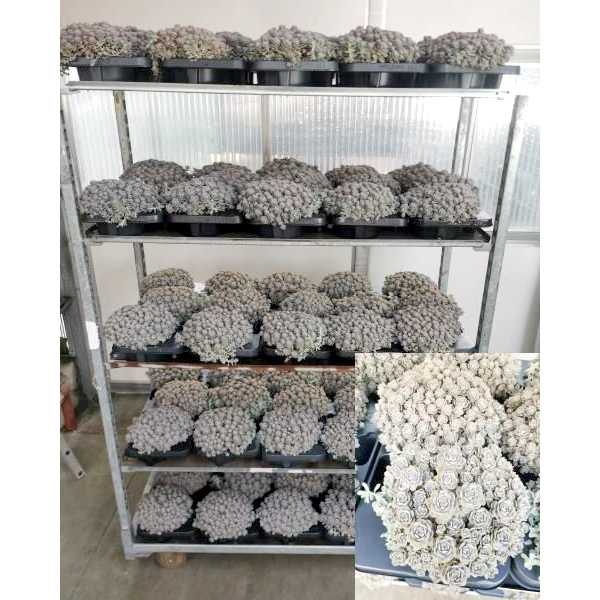 Orostachys iwarenge chinese