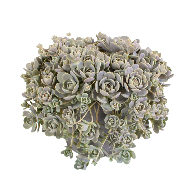 Orostachys iwarenge chinese