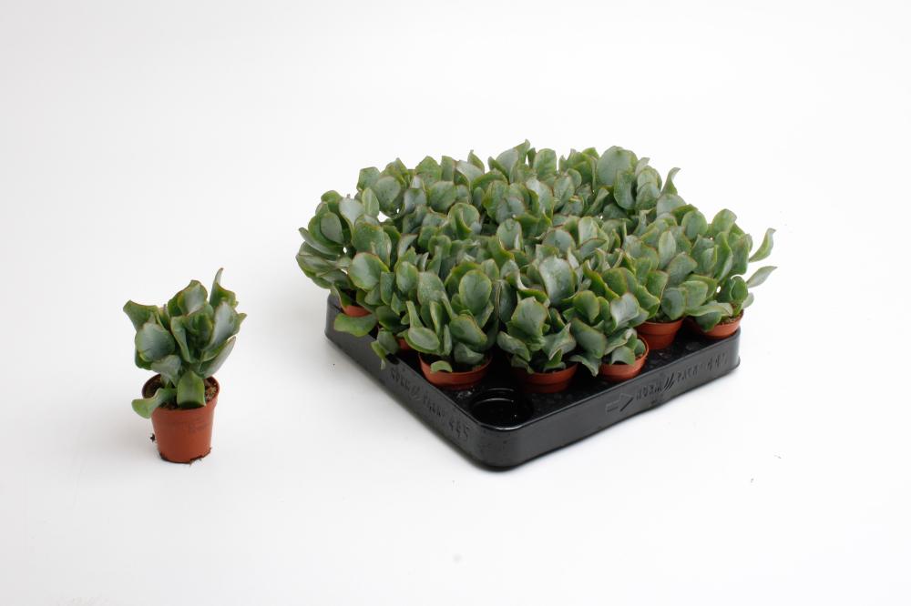 crassula