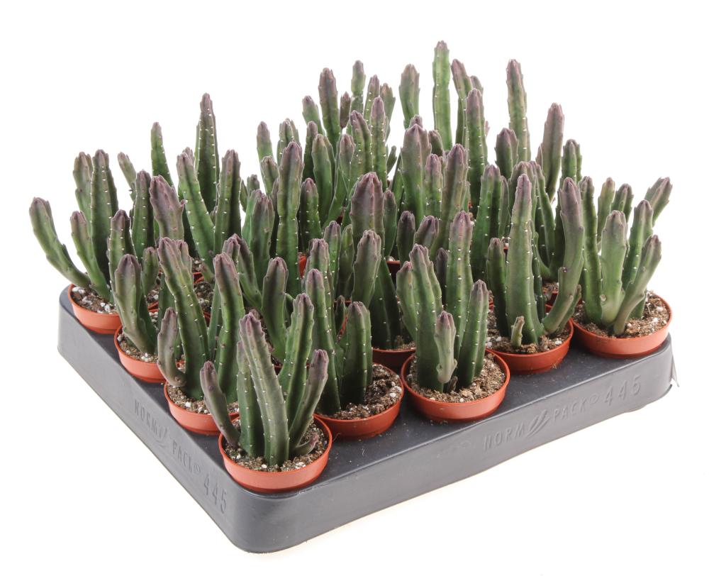 Stapelia