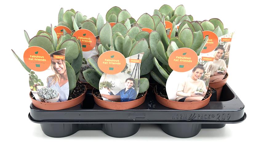 crassula