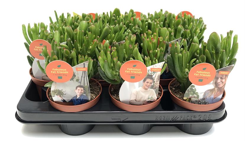 crassula