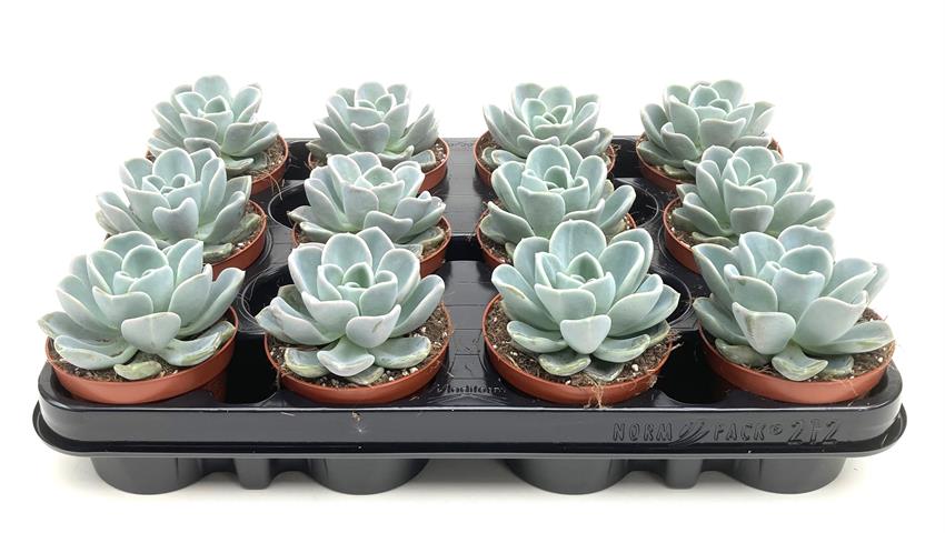 echeveria