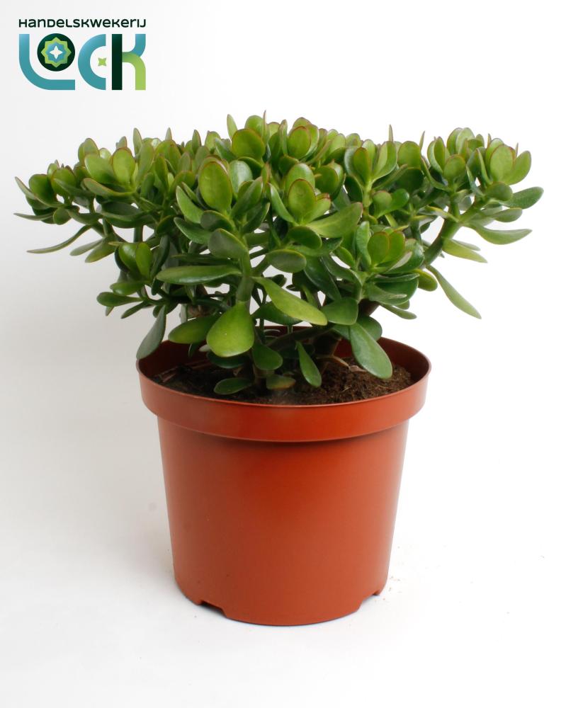 crassula