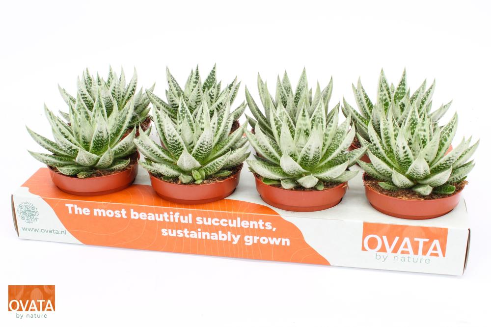Xgasteraloe
