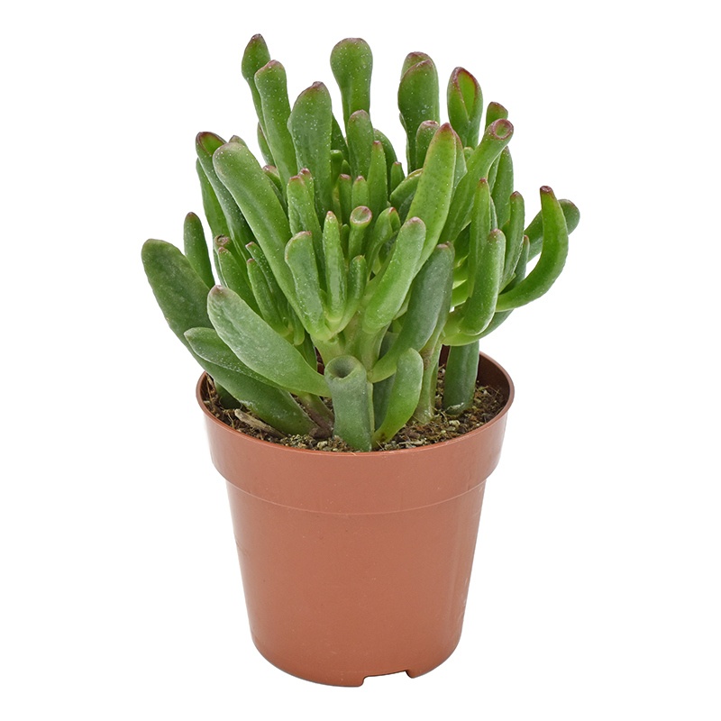 crassula