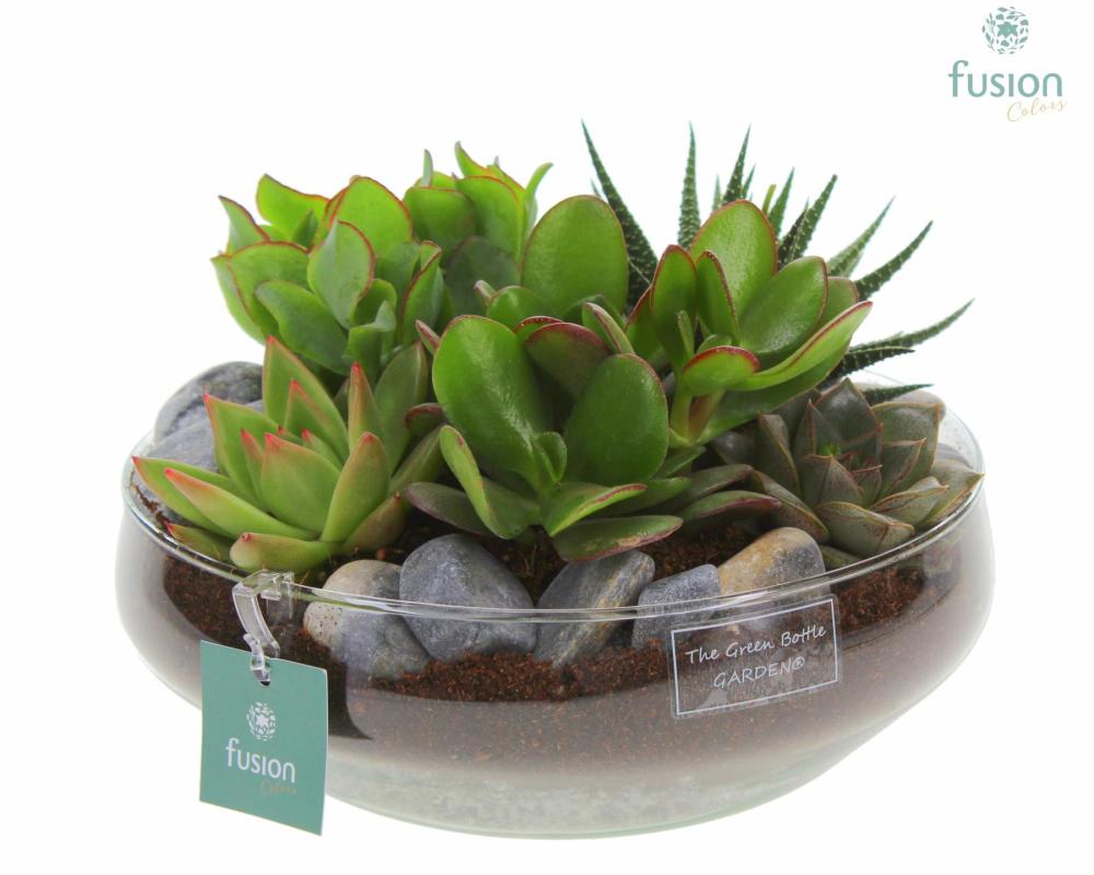 succulentes