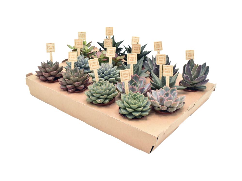 Succulentes