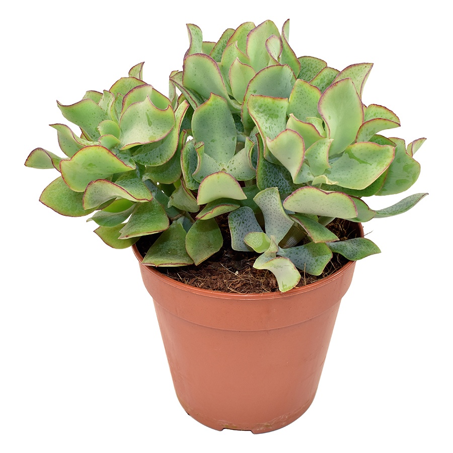 crassula