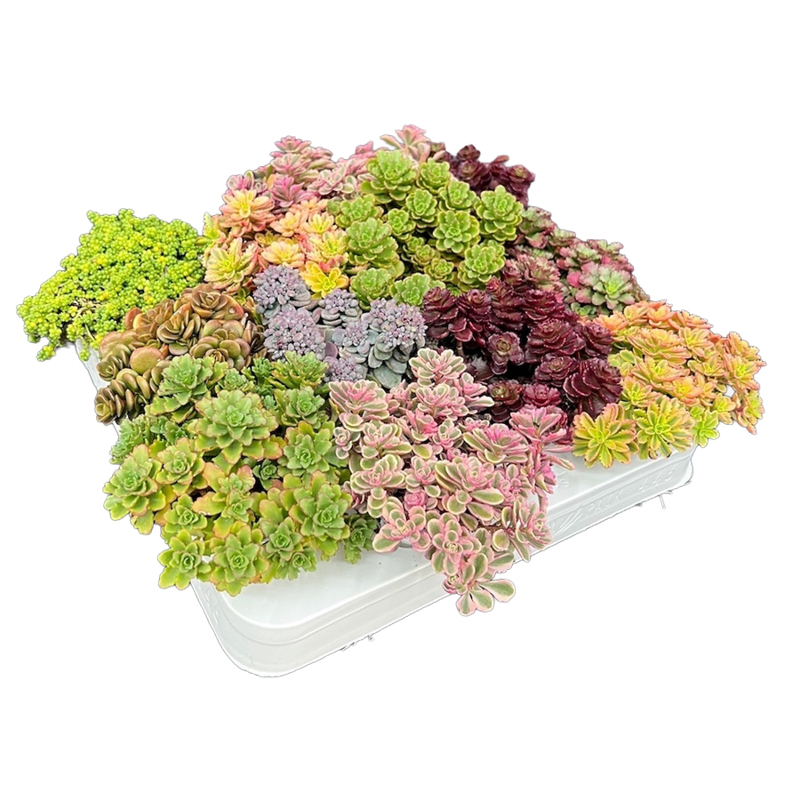 cactées succulentes