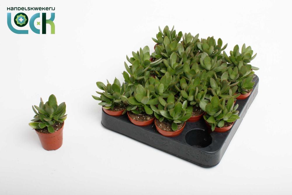crassula