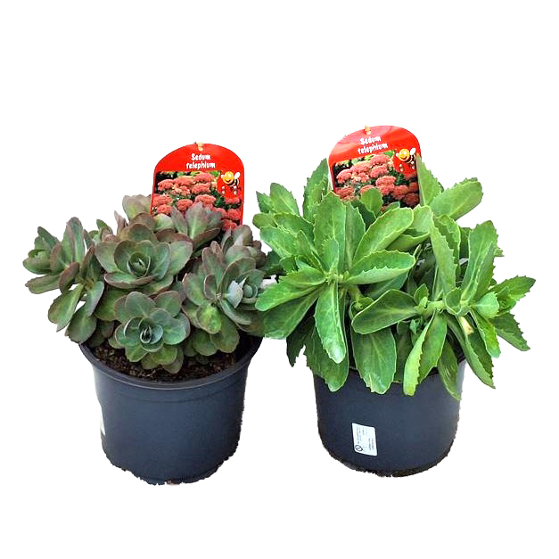 Sedum spectabile