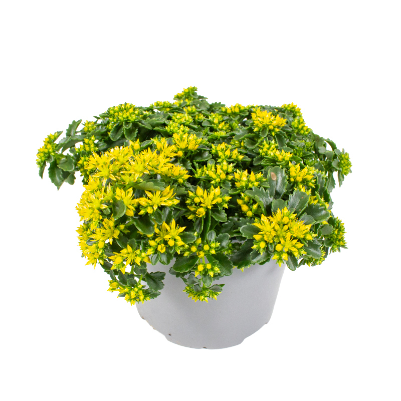 Sedum hybrida little miss sunshine