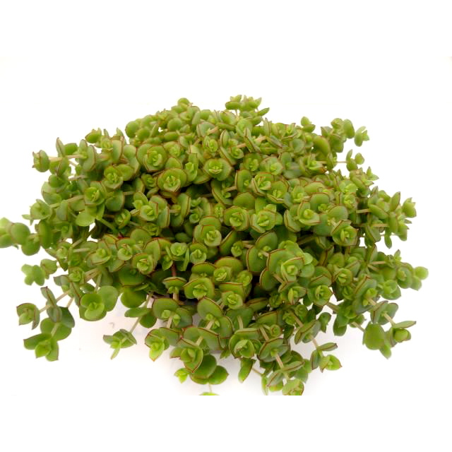 Sedum hybrida majestic kiss