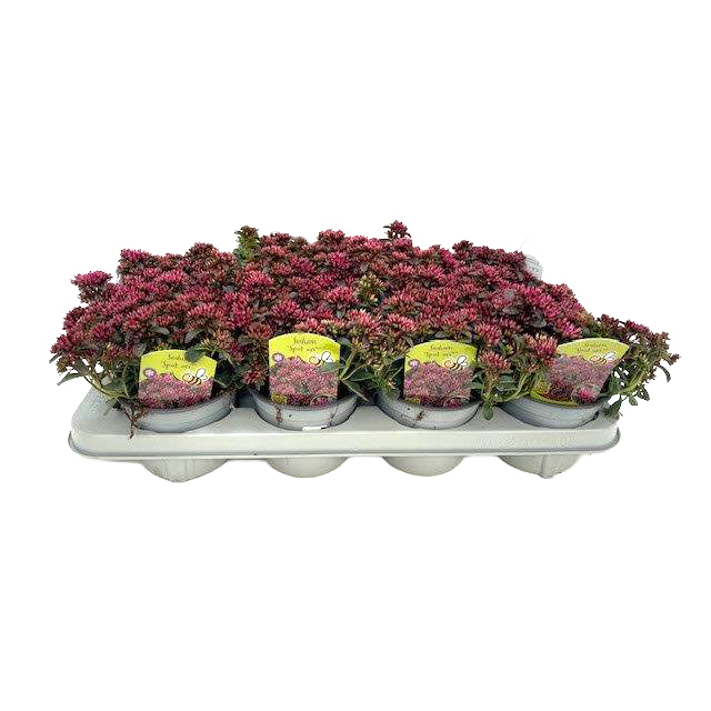 Sedum spurium spot on