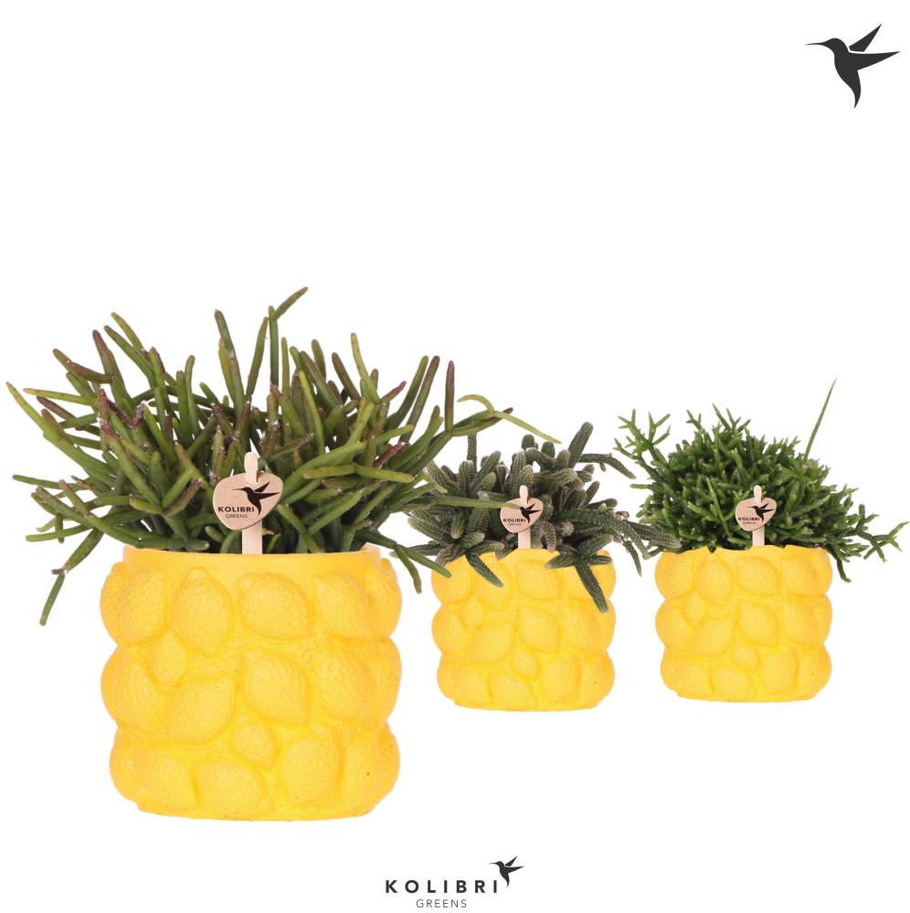 rhipsalis