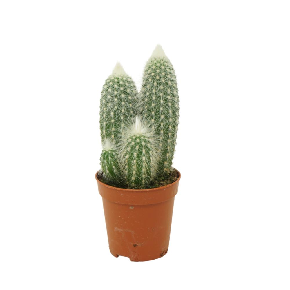 Cleistocactus