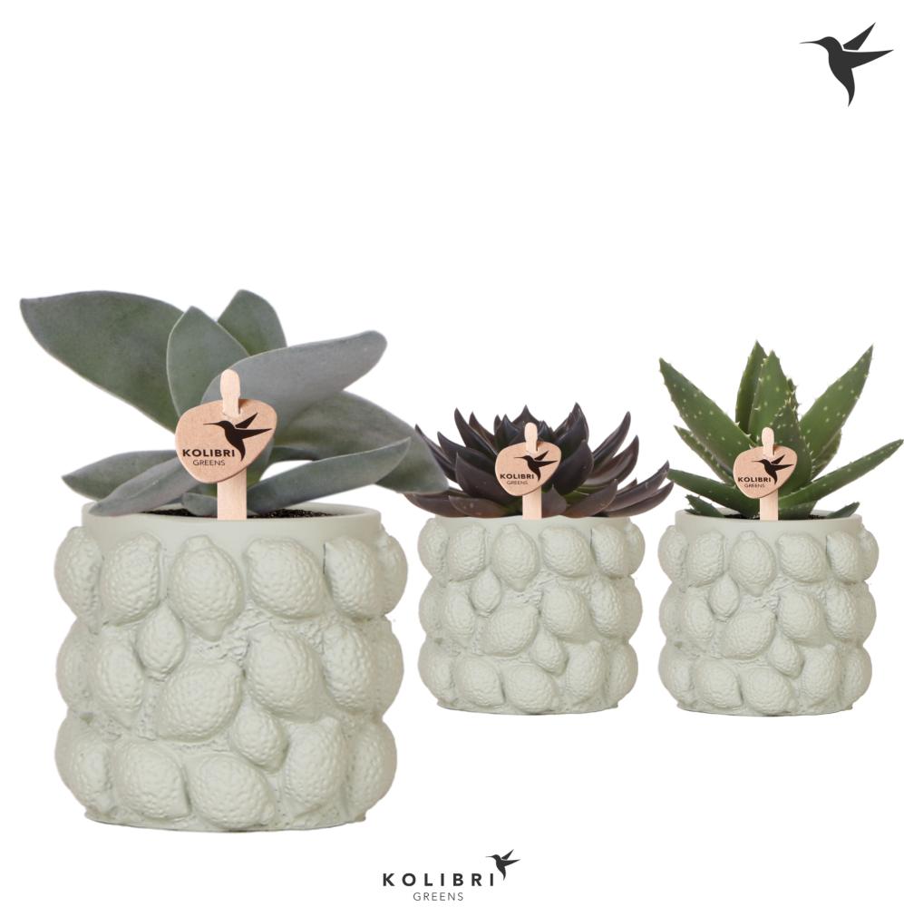 succulentes