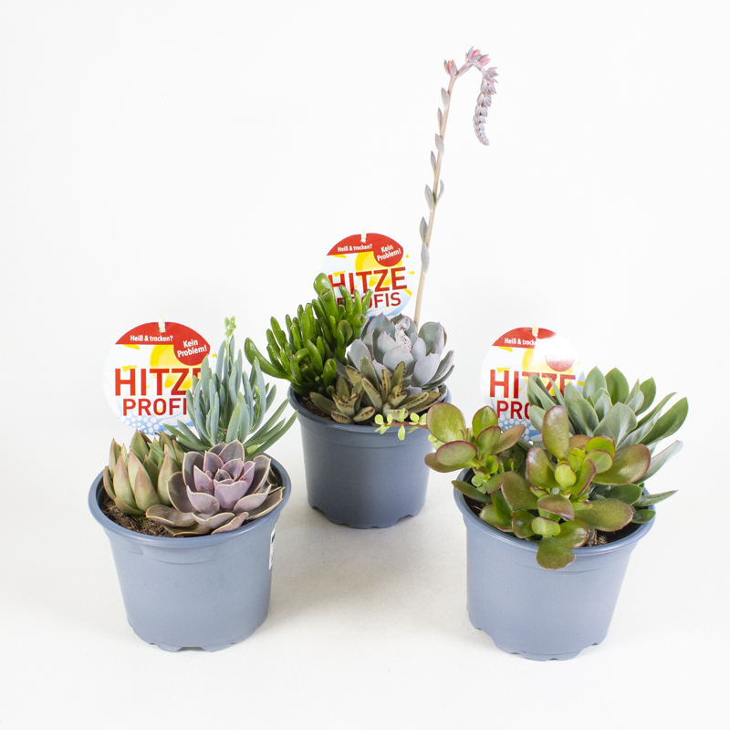 Sedum trio hitzeprofis