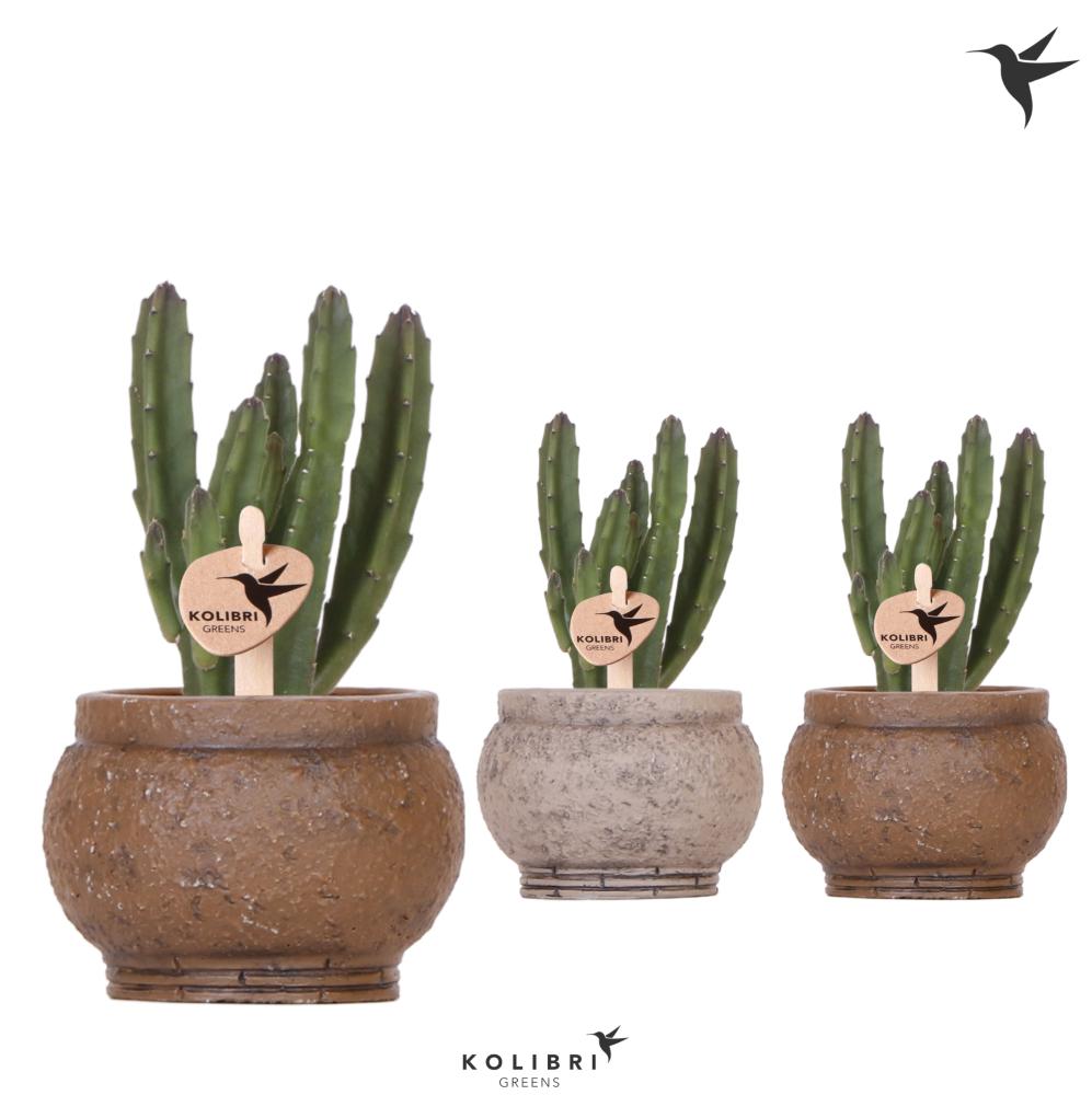 Stapelia