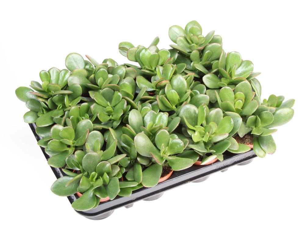 crassula