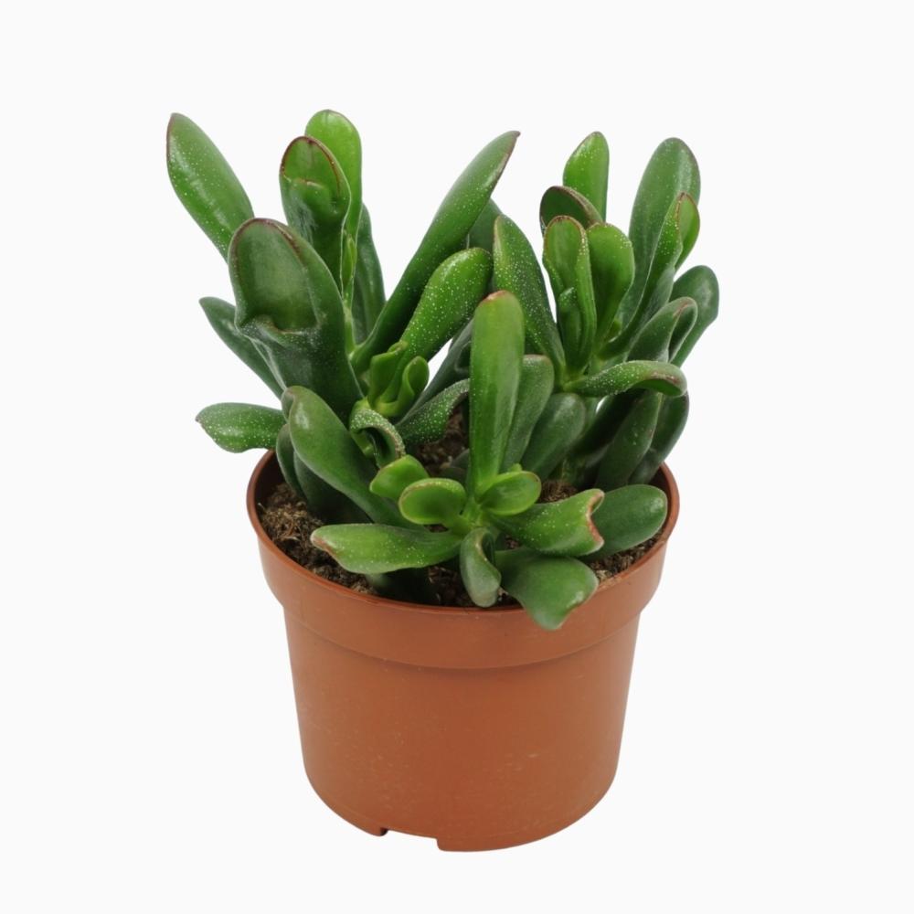 crassula